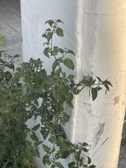 Solanum nigrescens
