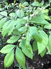Fraxinus caroliniana