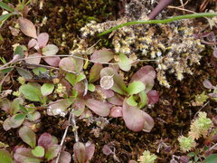 Thysanocarpus curvipes