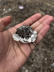 Schizophyllum commune