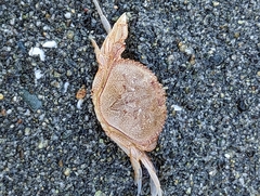 Metacarcinus magister