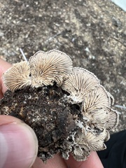 Schizophyllum commune
