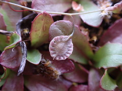 Thysanocarpus curvipes