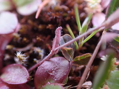 Thysanocarpus curvipes