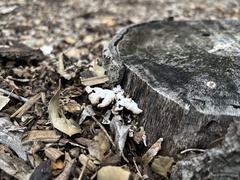 Schizophyllum commune
