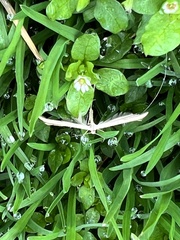 Hellinsia homodactylus