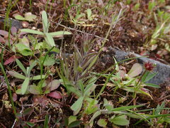 Castilleja attenuata