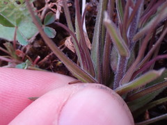 Castilleja attenuata