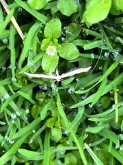 Hellinsia homodactylus