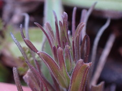Castilleja attenuata