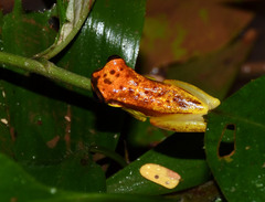 Dendropsophus rhodopeplus