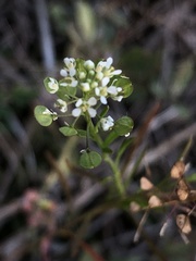 Lepidium virginicum