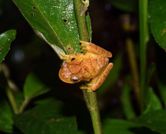 Dendropsophus delarivai