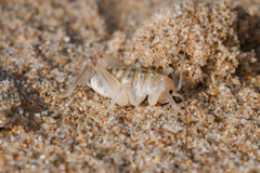 Rhachocnemis validus