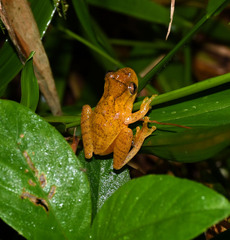 Dendropsophus delarivai