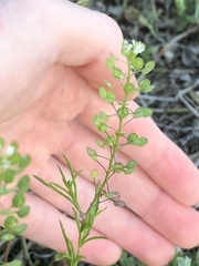 Lepidium virginicum