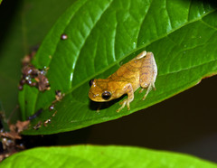 Dendropsophus delarivai