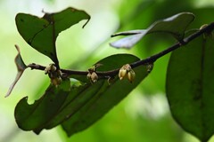 Diospyros guianensis