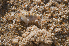 Rhachocnemis validus