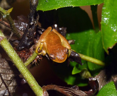 Dendropsophus minutus