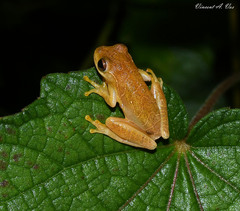 Dendropsophus minutus