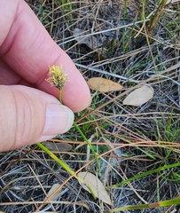 Fuirena scirpoidea