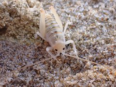 Rhachocnemis validus