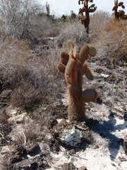 Opuntia galapageia