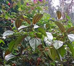 Meriania nobilis