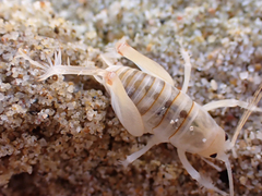 Rhachocnemis validus