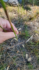 Fuirena scirpoidea