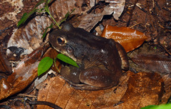 Leptodactylus knudseni