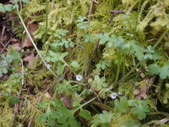 Nemophila parviflora