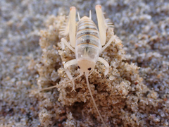 Rhachocnemis validus