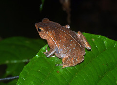 Rhinella castaneotica