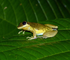 Scinax ruber