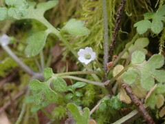 Nemophila parviflora