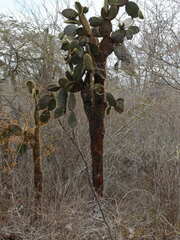 Opuntia galapageia
