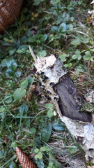 Biscogniauxia marginata