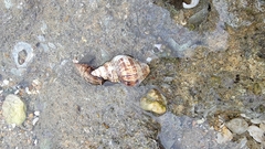 Acanthinucella spirata