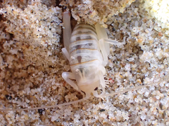 Rhachocnemis validus