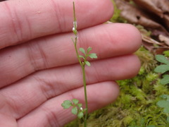 Cardamine oligosperma
