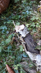 Biscogniauxia marginata