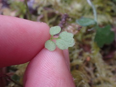 Cardamine oligosperma