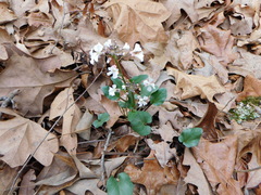 Cardamine bulbosa
