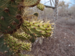 Opuntia galapageia