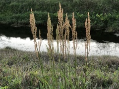 Rumex hastatulus