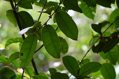 Diospyros guianensis