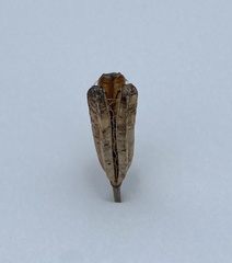 Lilium philadelphicum