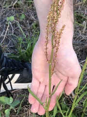 Rumex hastatulus